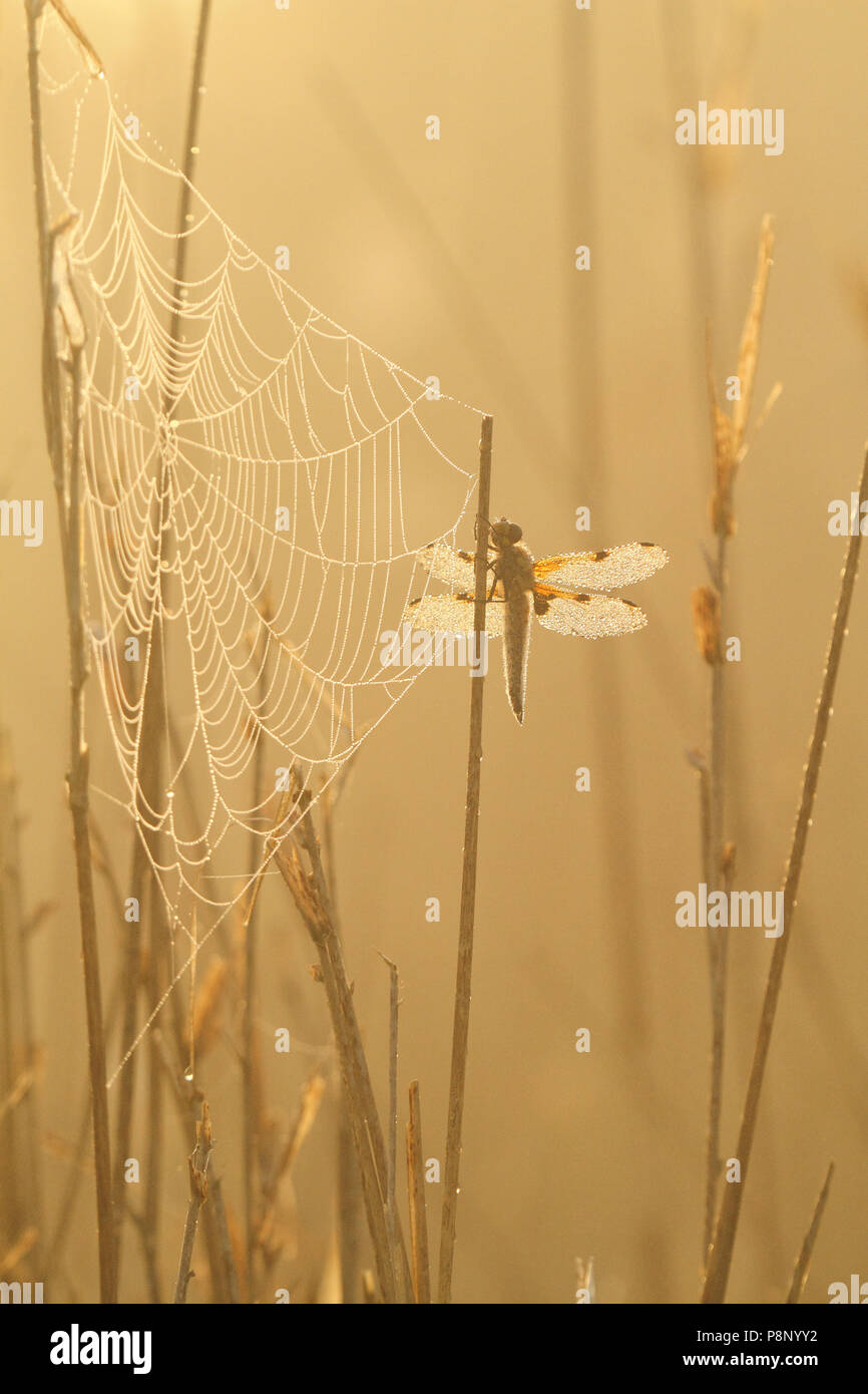 Vier - spotted Chaser (Libellula quadrimaculata) mit Spinnen web- und Tau im Gegenlicht Stockfoto