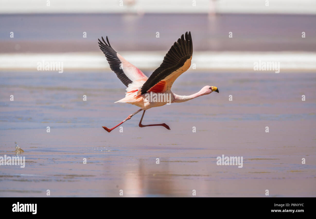 James's Flamingo (Phoenicoparrus jamesi) abnehmen Stockfoto