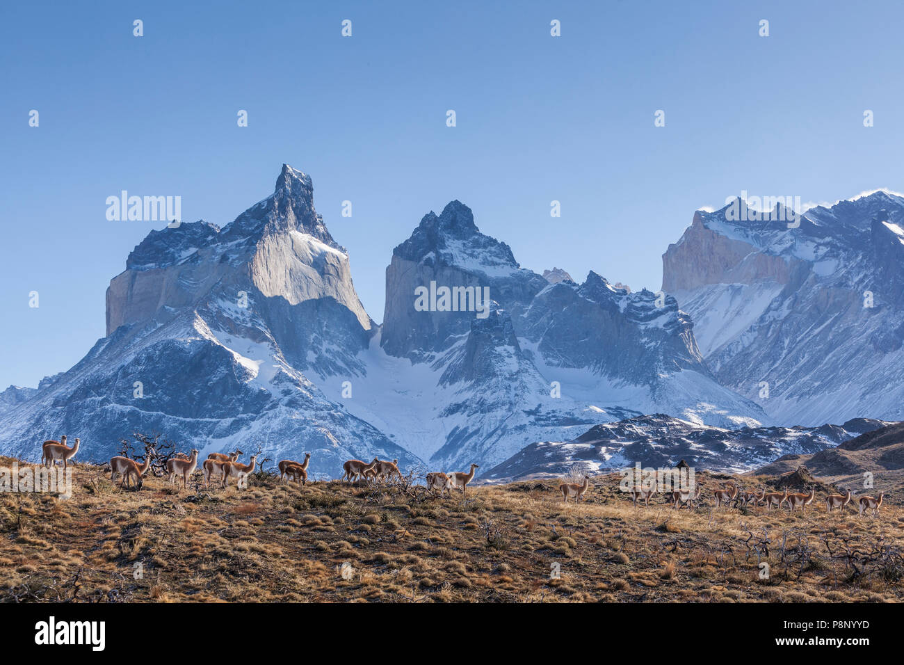 Herde Guanako (Lama Guanicoe) mit der Paine Bergkette im Hintergrund Stockfoto