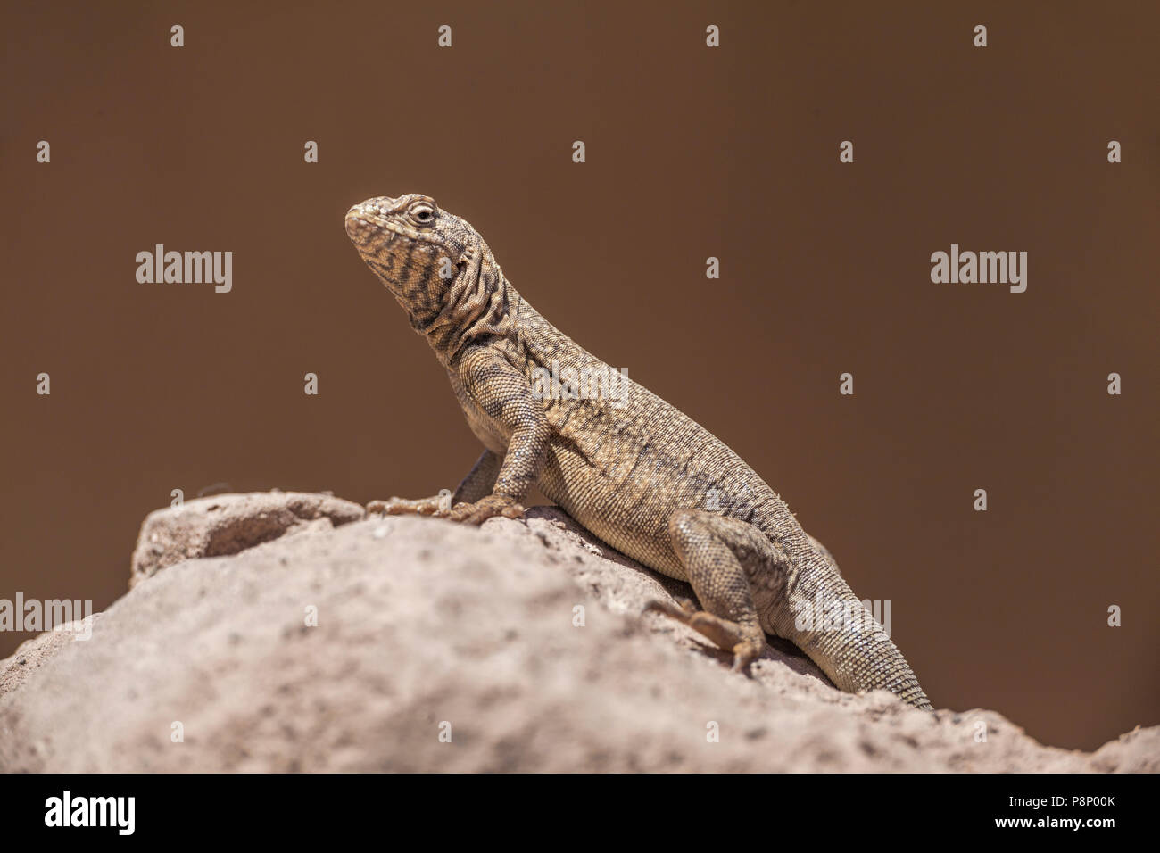 Tarapaca Pazifik Leguan (Microlophus tarapacensi) auf einem Stein saß Stockfoto