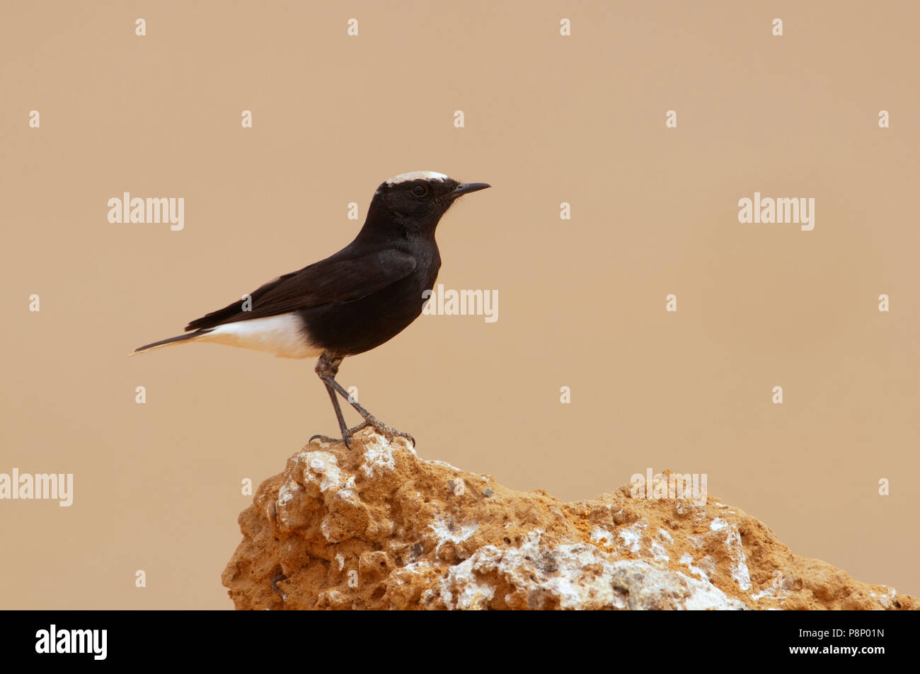 Weiß-gekrönter schwarzer Steinschmätzer (Oenanthe leucopyga) auf einem Stein saß Stockfoto