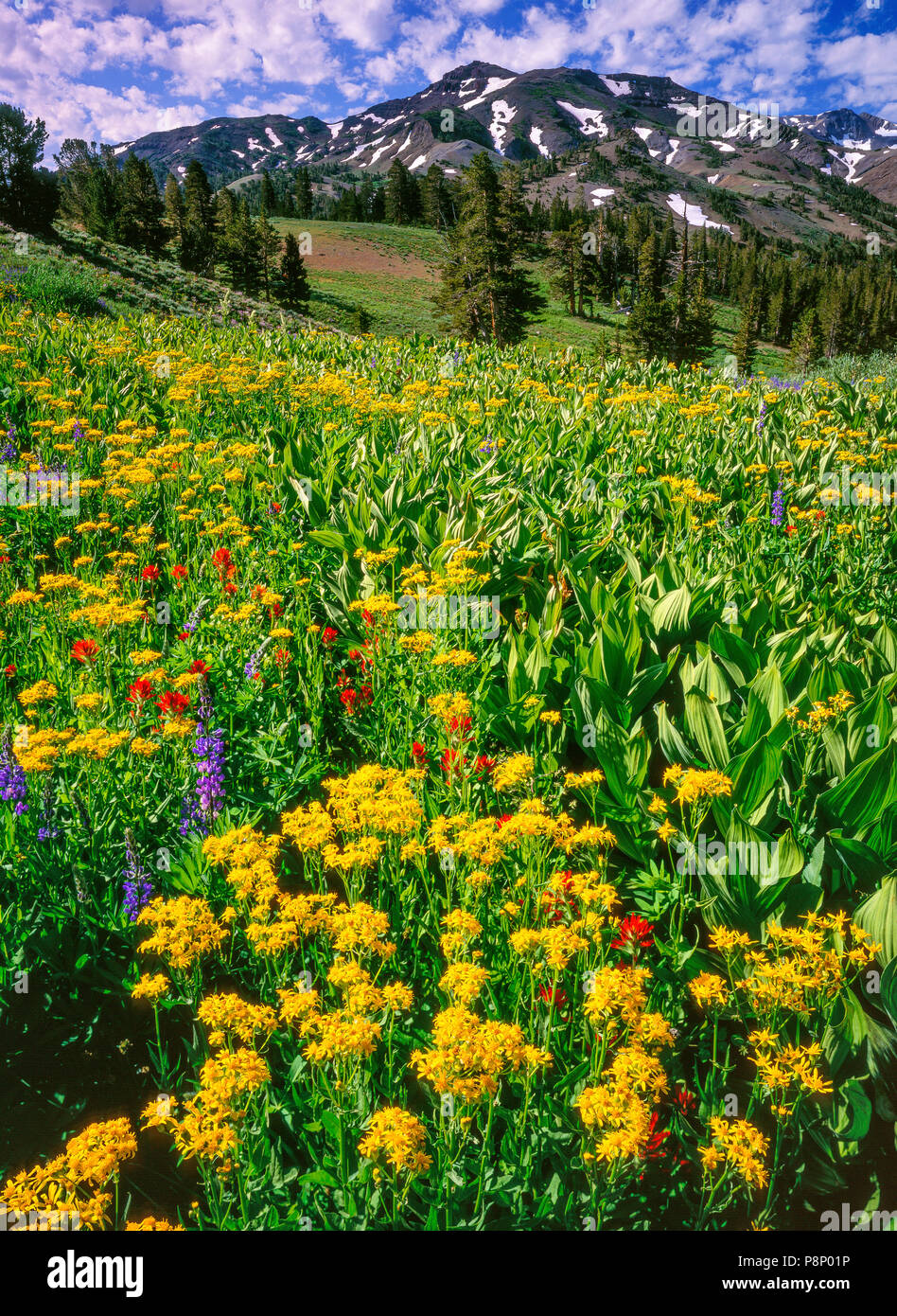 Kreuzkraut, Pinsel, Lupine, Carson-Iceberg Wüste, Stanislaus National Forest, Sierra Nevada, Kalifornien Stockfoto