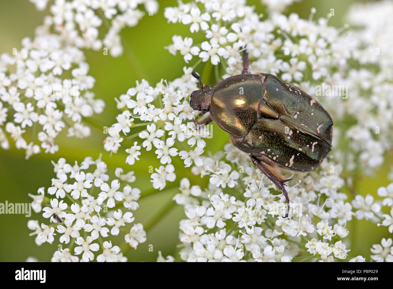 Rose - Käfer (Potosia cuprea) auf die weiße Blume Stockfoto