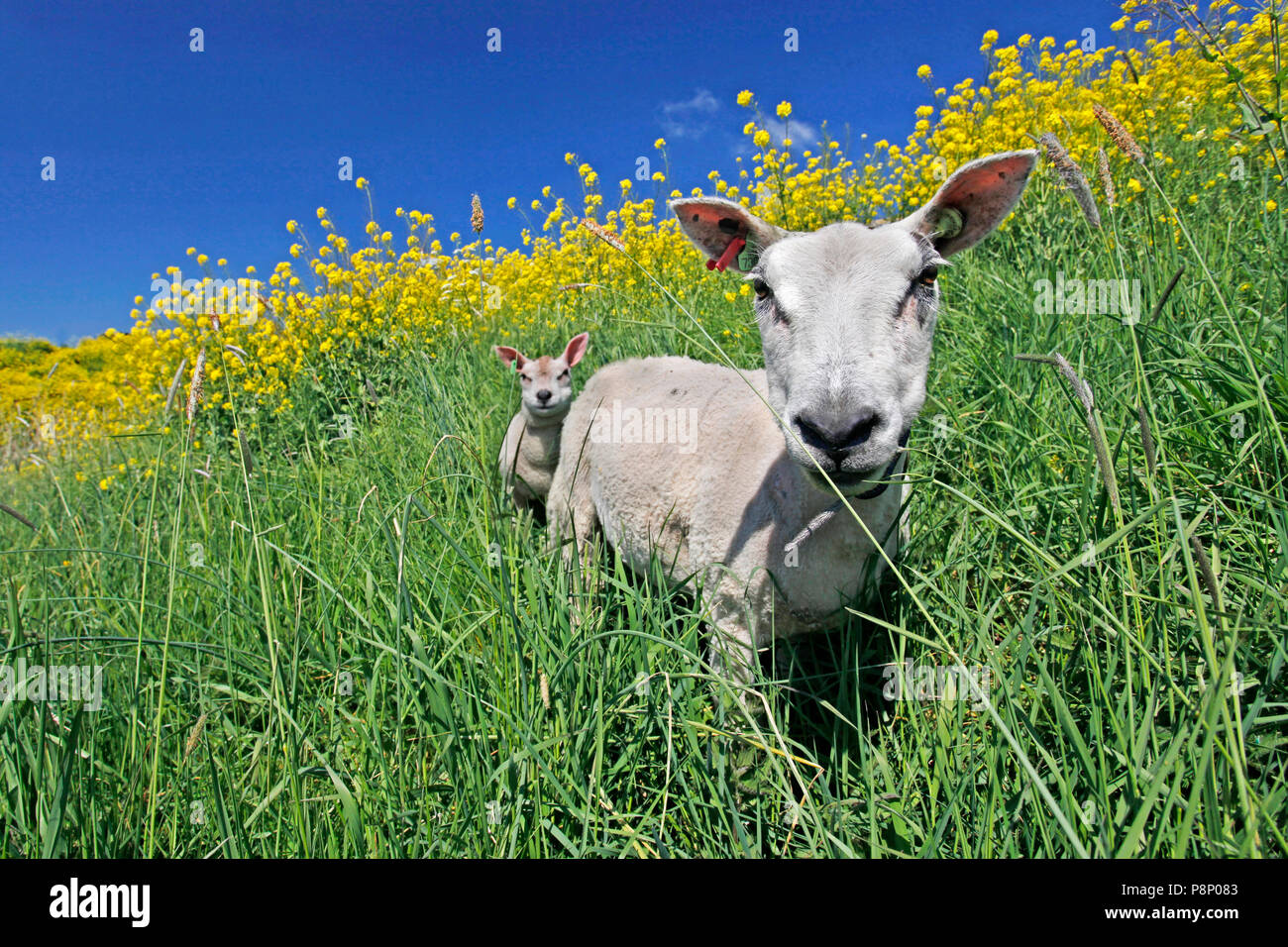 Schaf mit Lamm am Deich Stockfoto