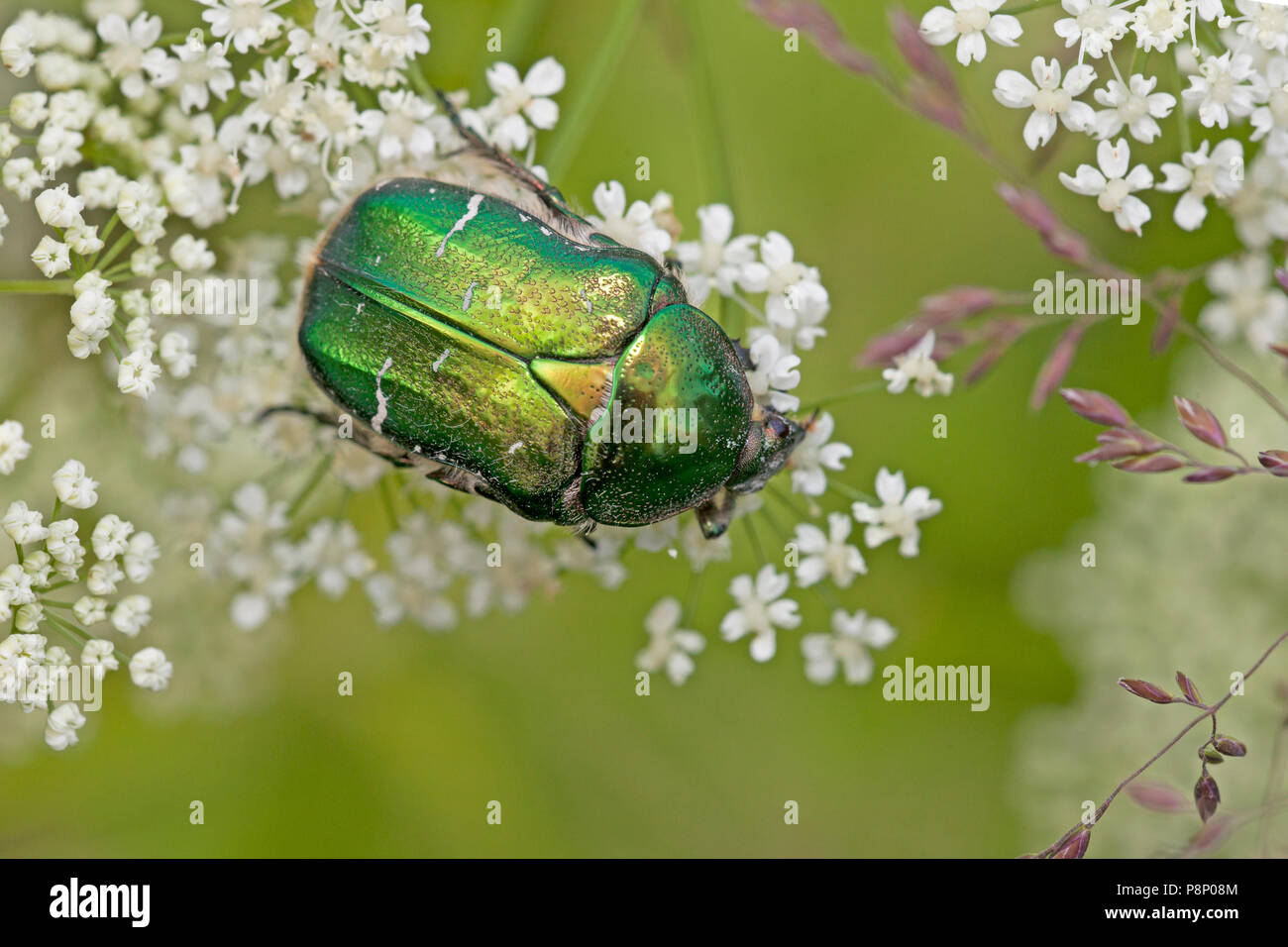 Rose Käfer auf weiße Blumen Stockfoto