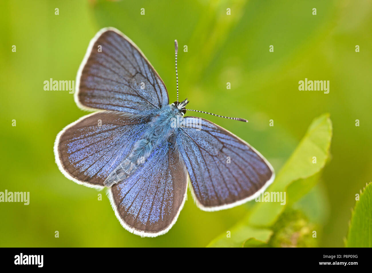 Mazarine blau (Polyommatus Semiargus) gegen helles grün Hintergrund Stockfoto
