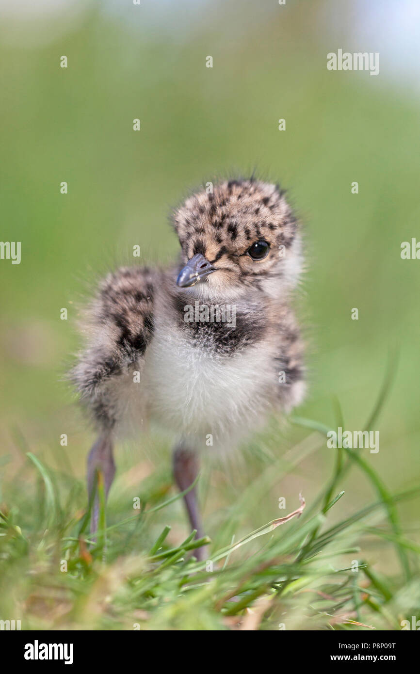 Junge kiebitz Küken in der Wiese Stockfoto