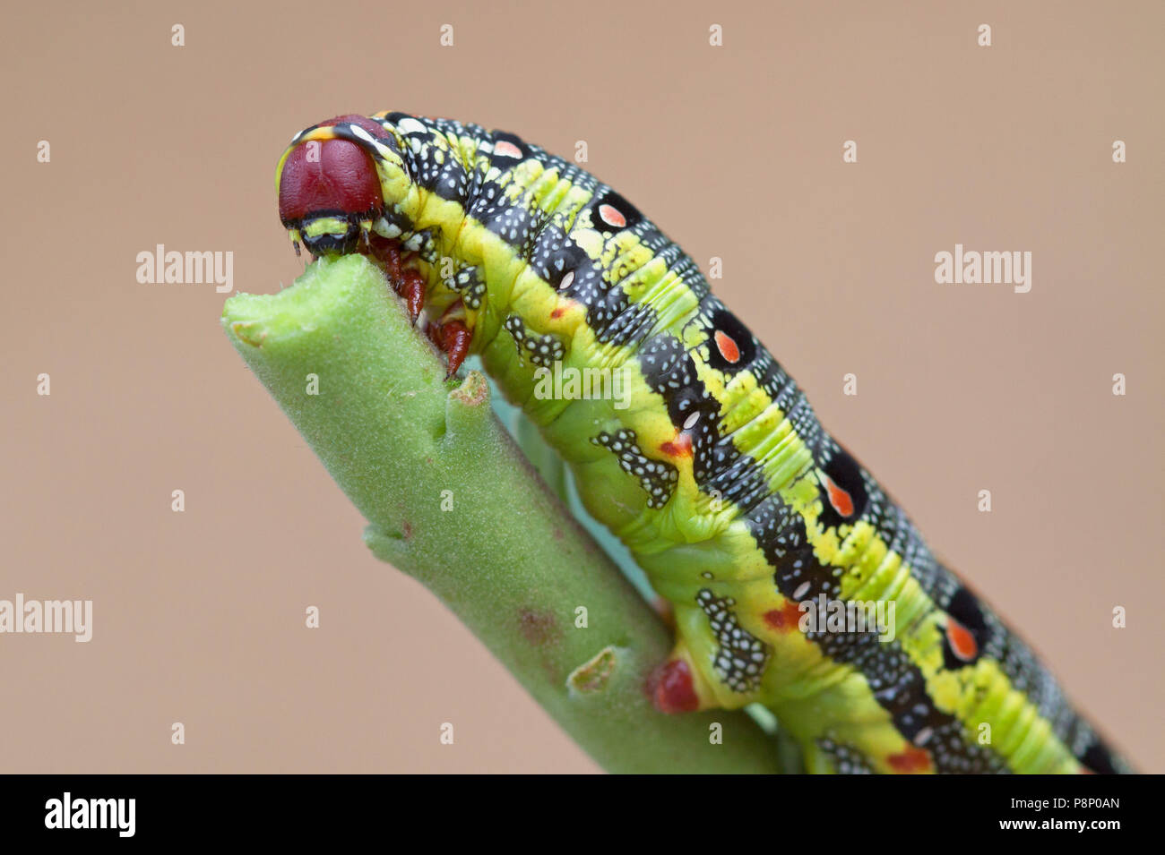 Caterpillar der Barbary Wolfsmilch Hawk-moth Stockfoto