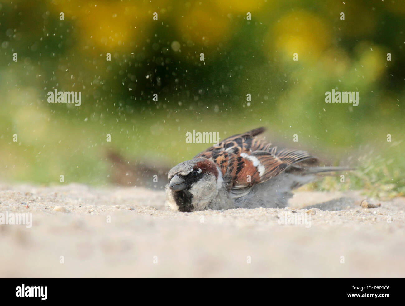 Haussperling (männlich) ist ein staub Badewanne in den Sand. Stockfoto