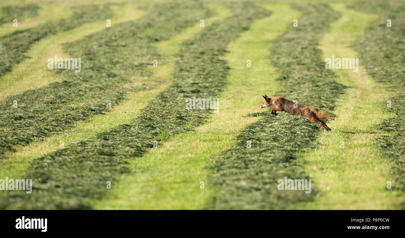 Red fox hunting Wühlmäuse in einer frisch gemähten Wiese Stockfoto