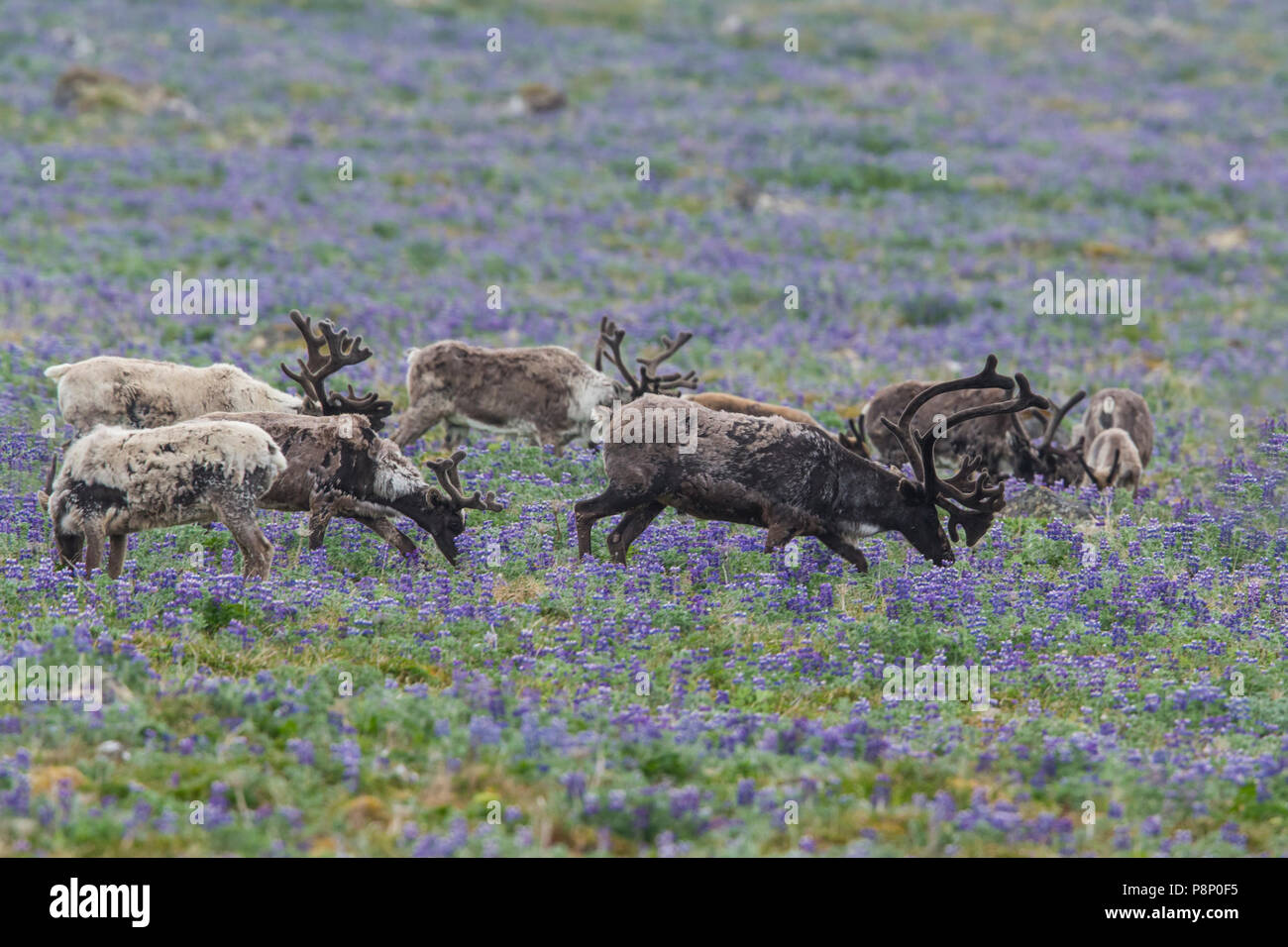 Herde Rentiere (Rangifer tarandus) fouraging in der Tundra mit blühenden Lupinen Stockfoto