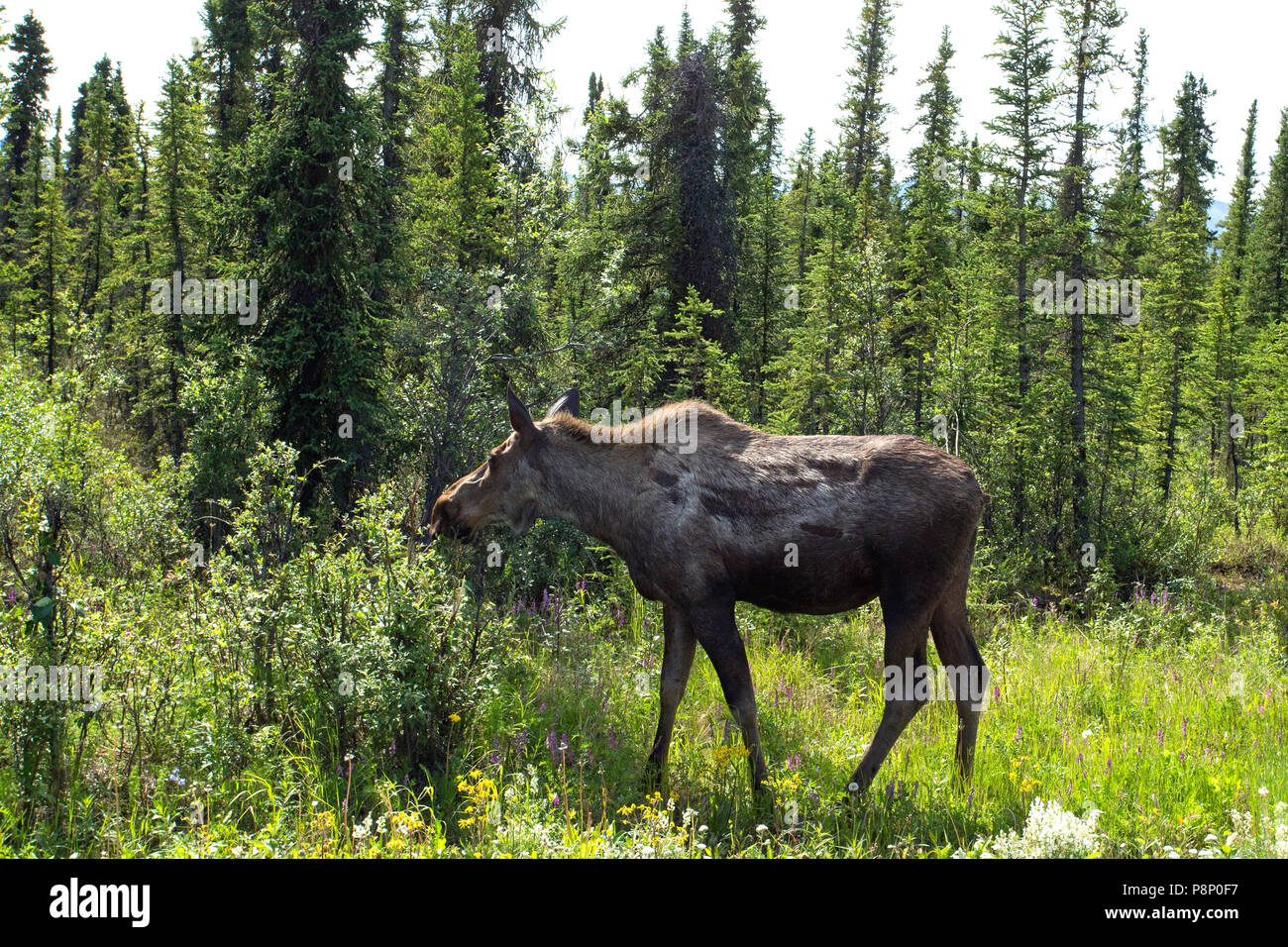 Fouraging Elch (Alces alces) im Wald Stockfoto