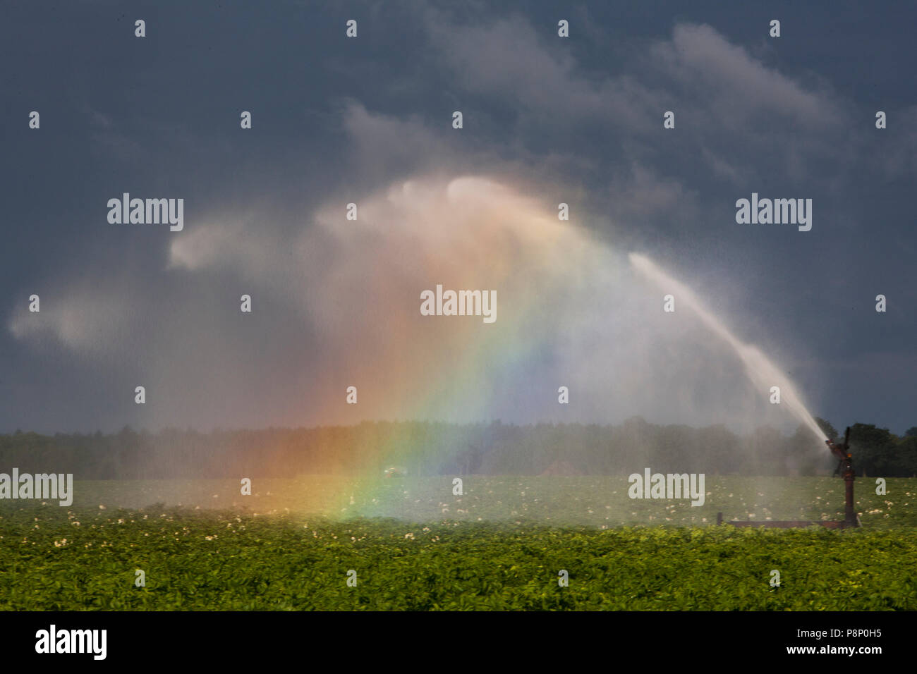 Bewässerung ein Kartoffelfeld Stockfoto