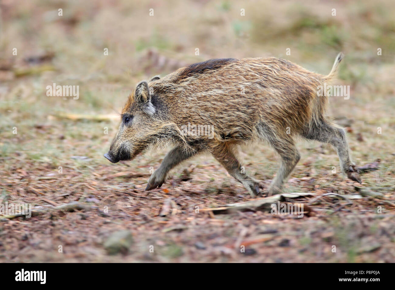 Juvenile Wildschwein Schwein durch den Wald läuft im letzten Tageslicht. Auf der Rückseite gibt es bereits die Änderung der Farbe zu sehen, in Kürze wird die Farbe vollständig dunkel braun statt Licht braun werden. Stockfoto