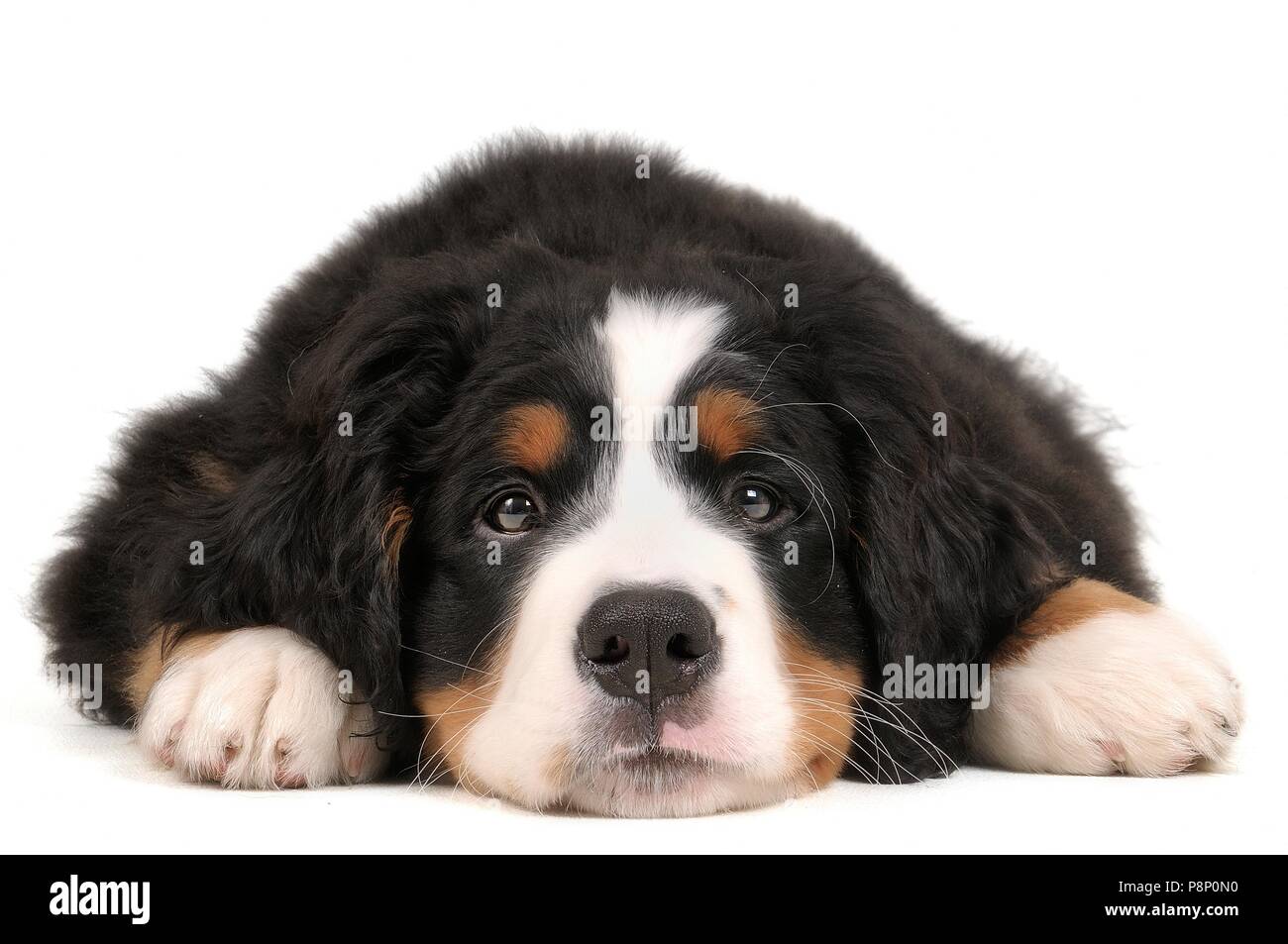 Berner Sennenhund Welpen. Stockfoto