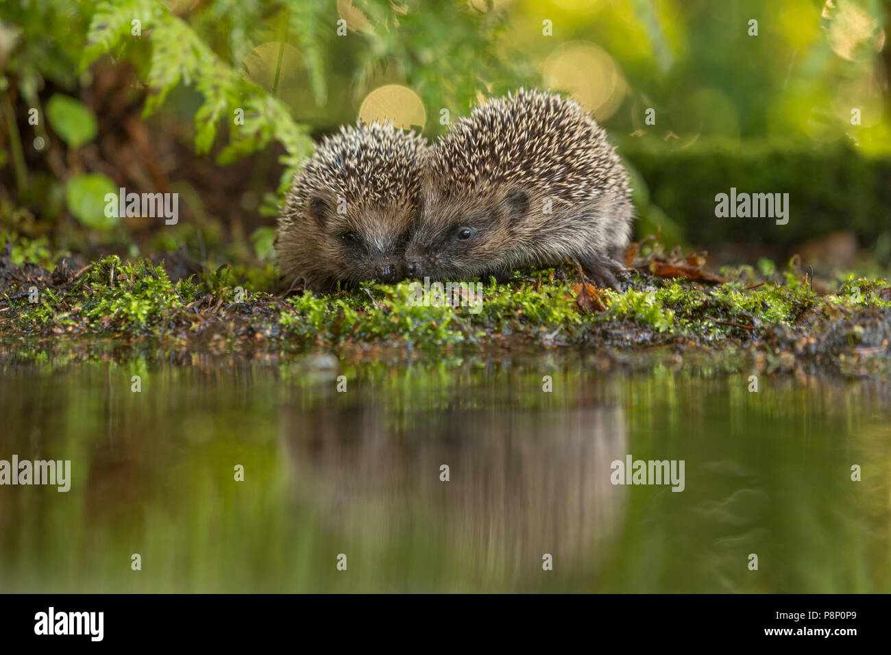 Zwei Igel an der Waterfront Stockfoto