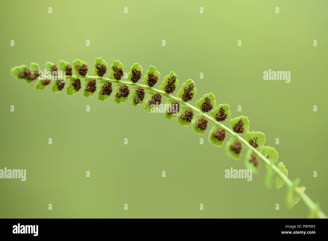 Grüne Spleenwort wachsen auf Felsen in die slowenischen Alpen Stockfoto