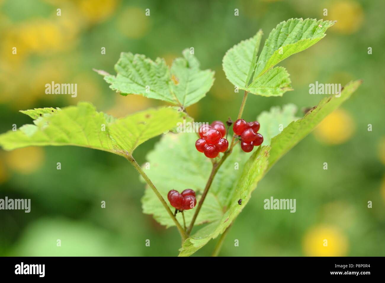 Fruchtkörper Stein Dornbusch in den slowenischen Alpen Stockfoto