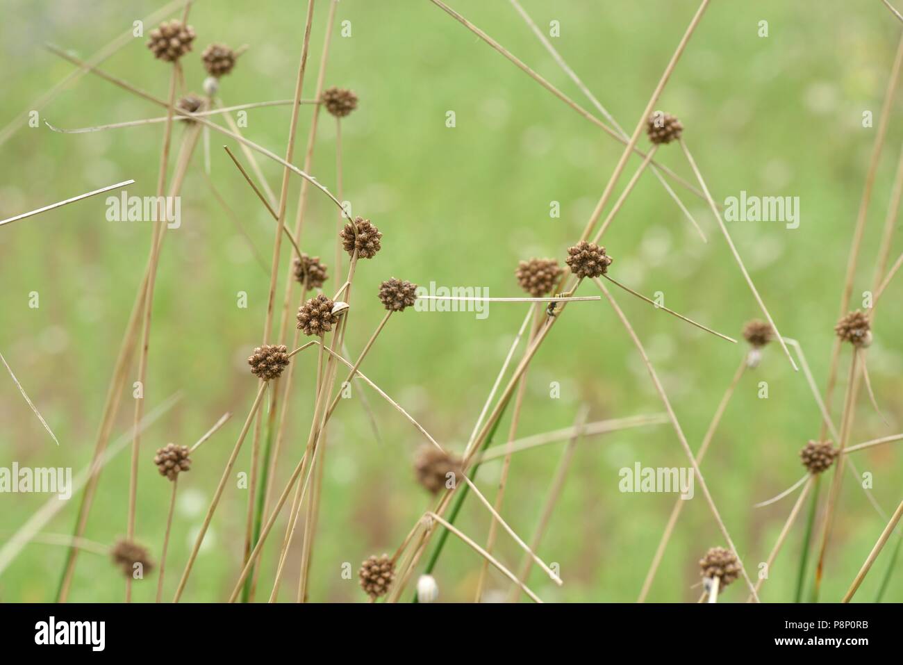 Blühende Round-headed Verein - rush Unterarten romanus mit nur einer Blüte Kopf Stockfoto