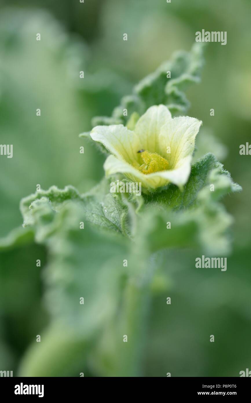 Blüte und Fruchtbildung Squirting Gurke Stockfoto