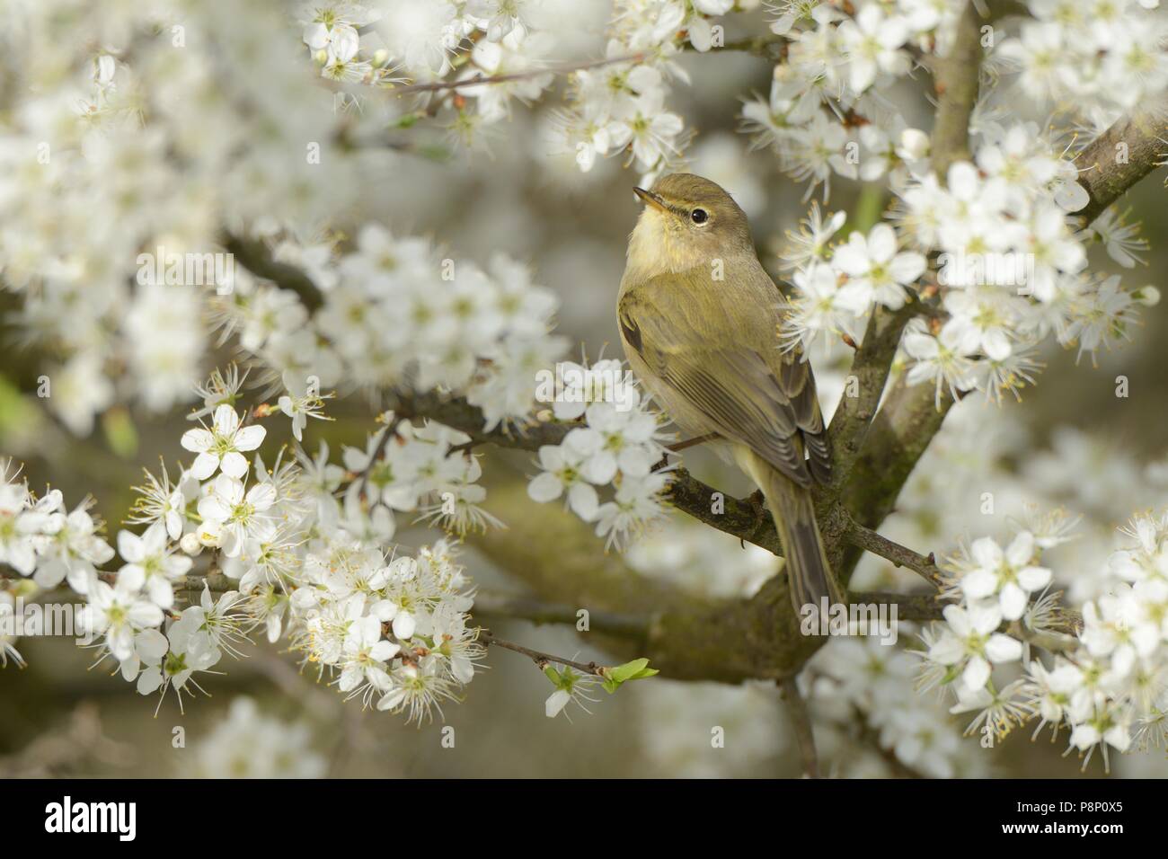 Die nahrungssuche Chiffchaff zwischen der Blüte von Blackthorn Stockfoto