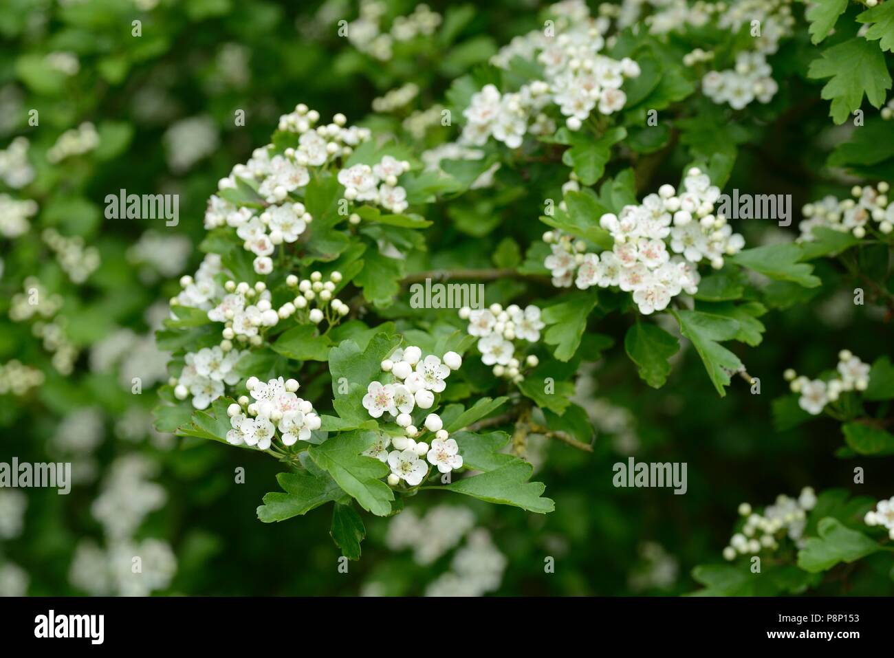 Blossom von Single-Saatgut Weißdorn Stockfoto