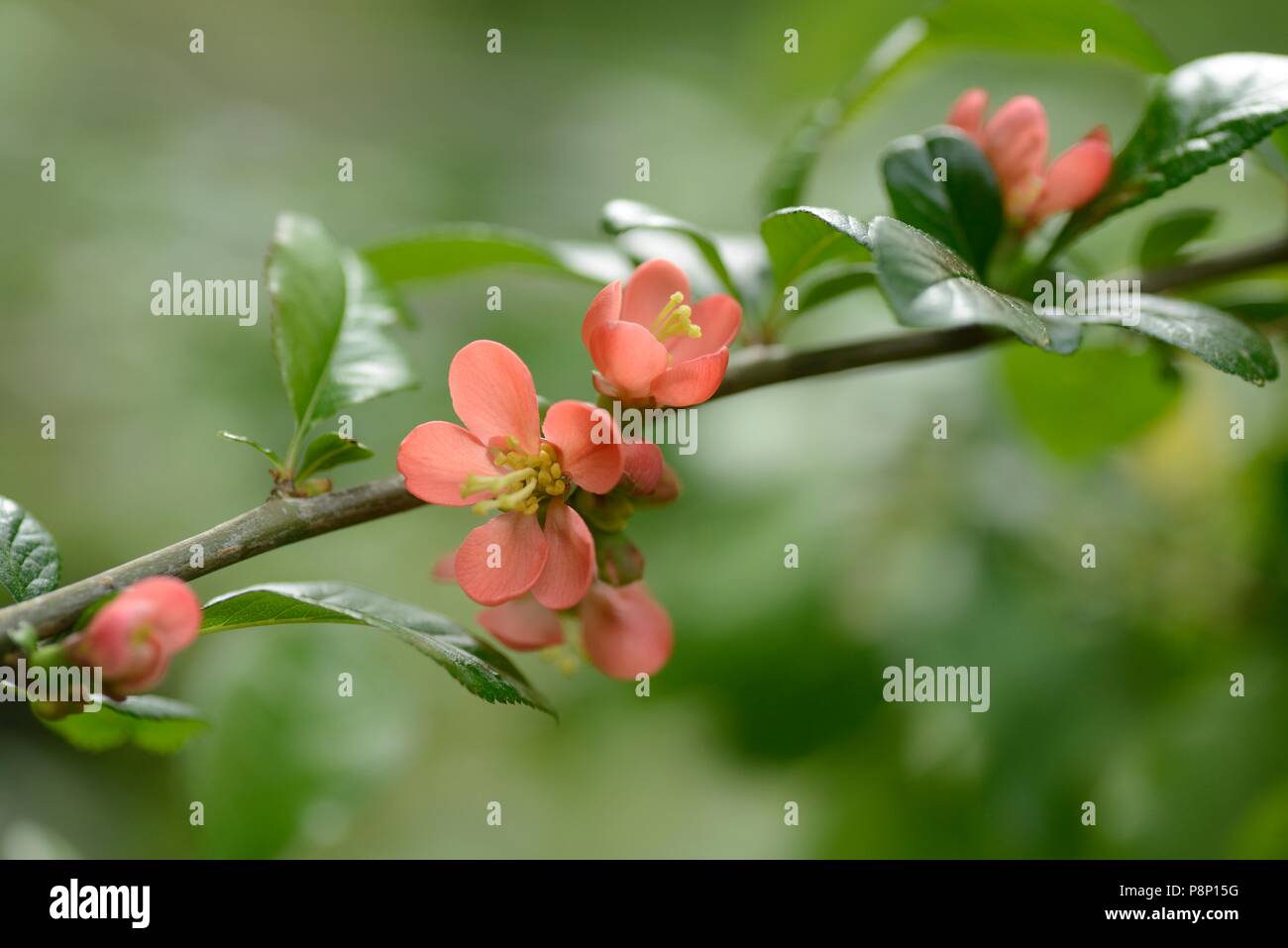 Blütezeit chinesischer Quitte Stockfoto