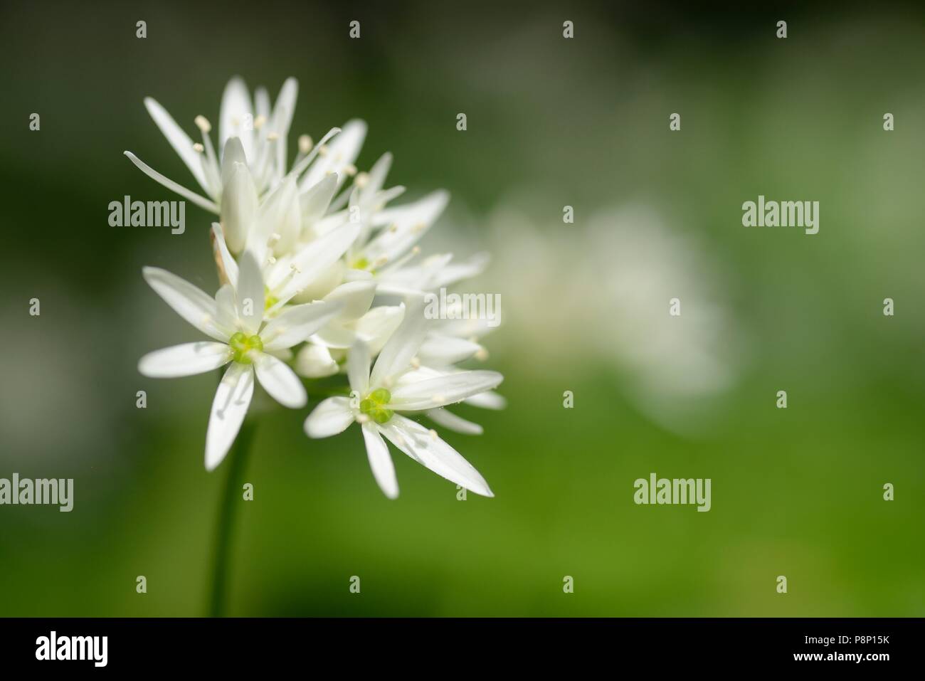 Blühenden Bärlauch Stockfoto