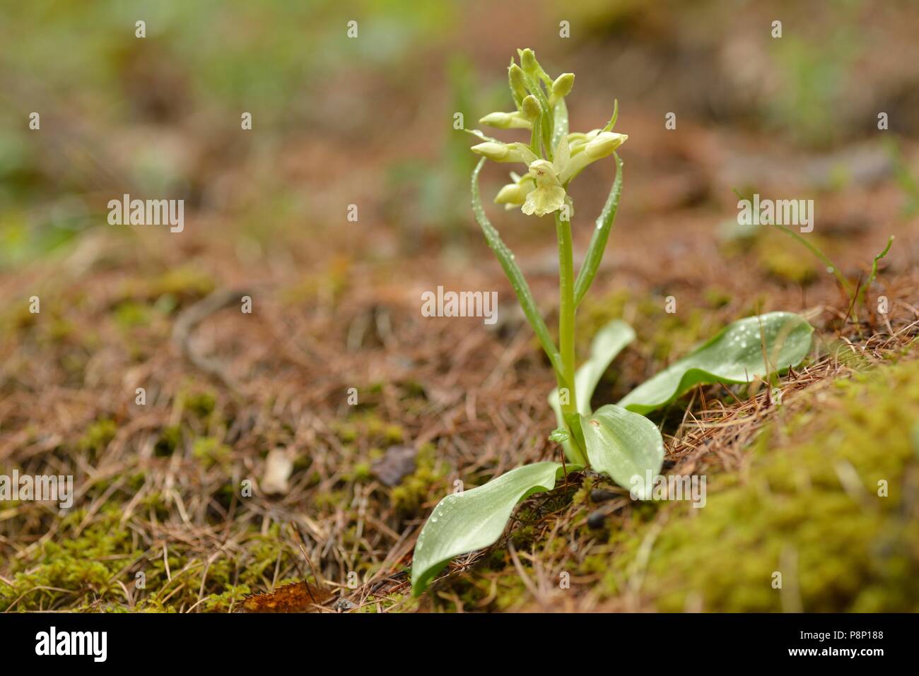 Blühende elder blühenden Orchideen, eine der wenigen Arten, die hat zwei verschiedene farbige Blumen zwischen allen Bevölkerungsgruppen Stockfoto