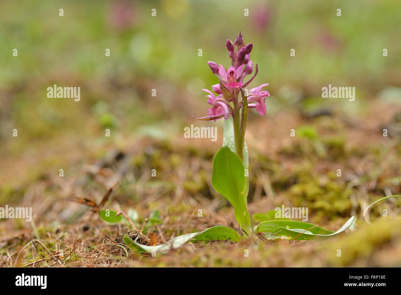 Blühende elder blühenden Orchideen, eine der wenigen Arten, die hat zwei verschiedene farbige Blumen zwischen allen Bevölkerungsgruppen Stockfoto