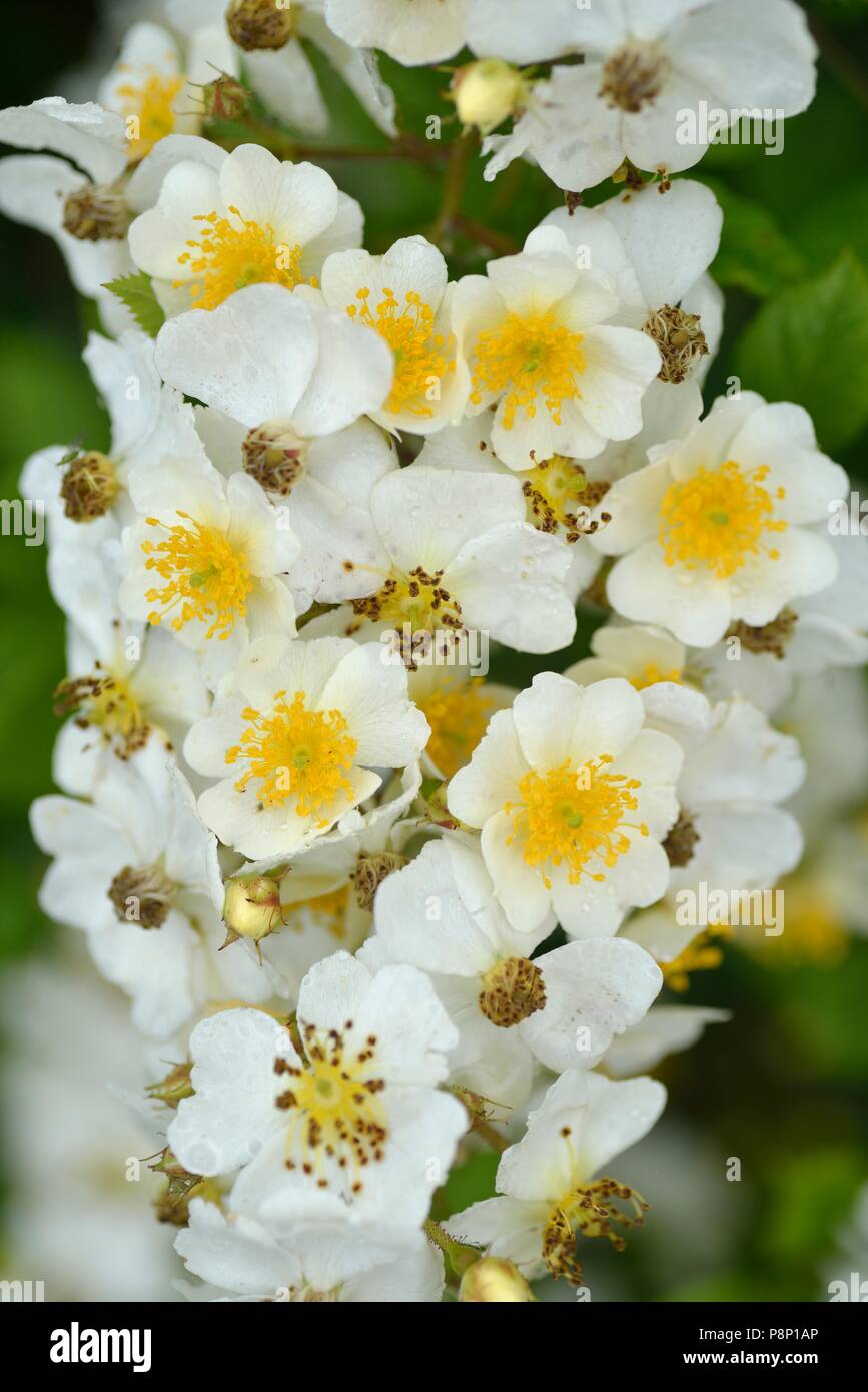 Floweirng vielen blühenden Rose, original aus Asien als dekorative Strauch, aber jetzt eingebürgerten Stockfoto