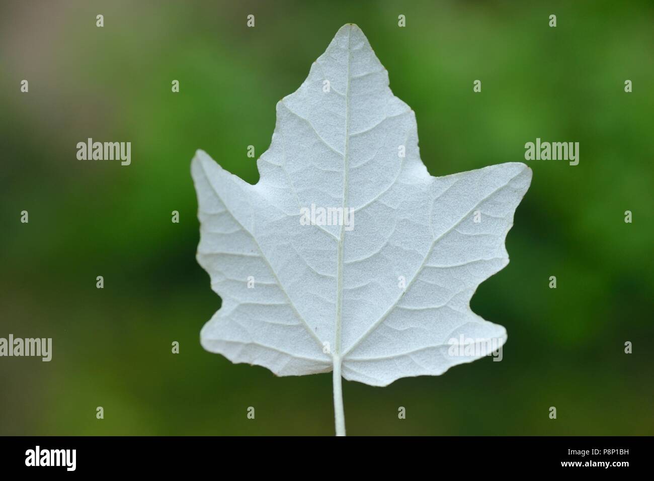 Verlassen des White Poplar Stockfoto