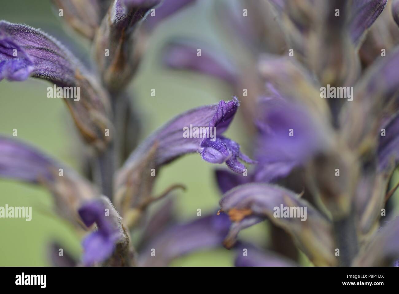 Blühende Schafgarbe Broomrape parasiting auf Schafgarbe in den Dünen Stockfoto