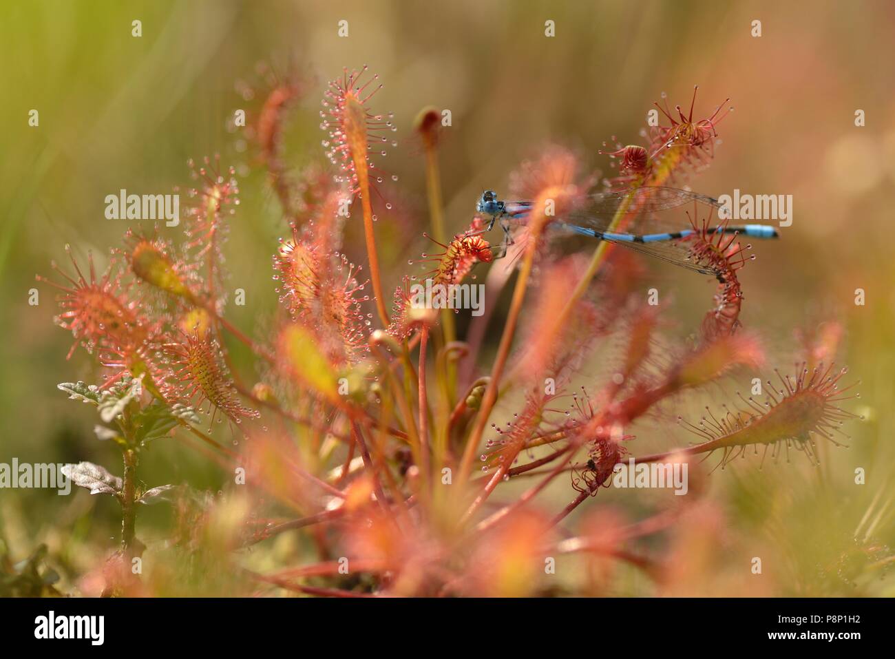 Länglich-leaved Sonnentau wachsen in der neuen Natur Stockfoto