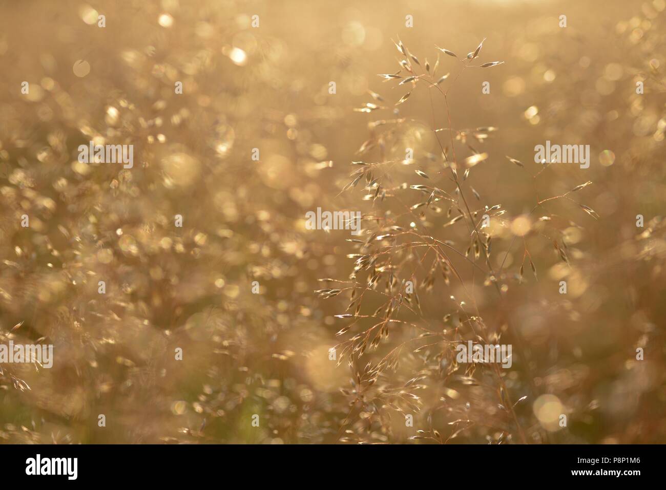 Masse Blüte gewelltes Haar Gras auf Heide Stockfoto