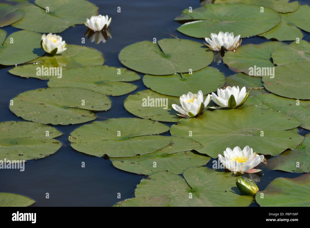 Blüte Weiße Seerose Stockfoto