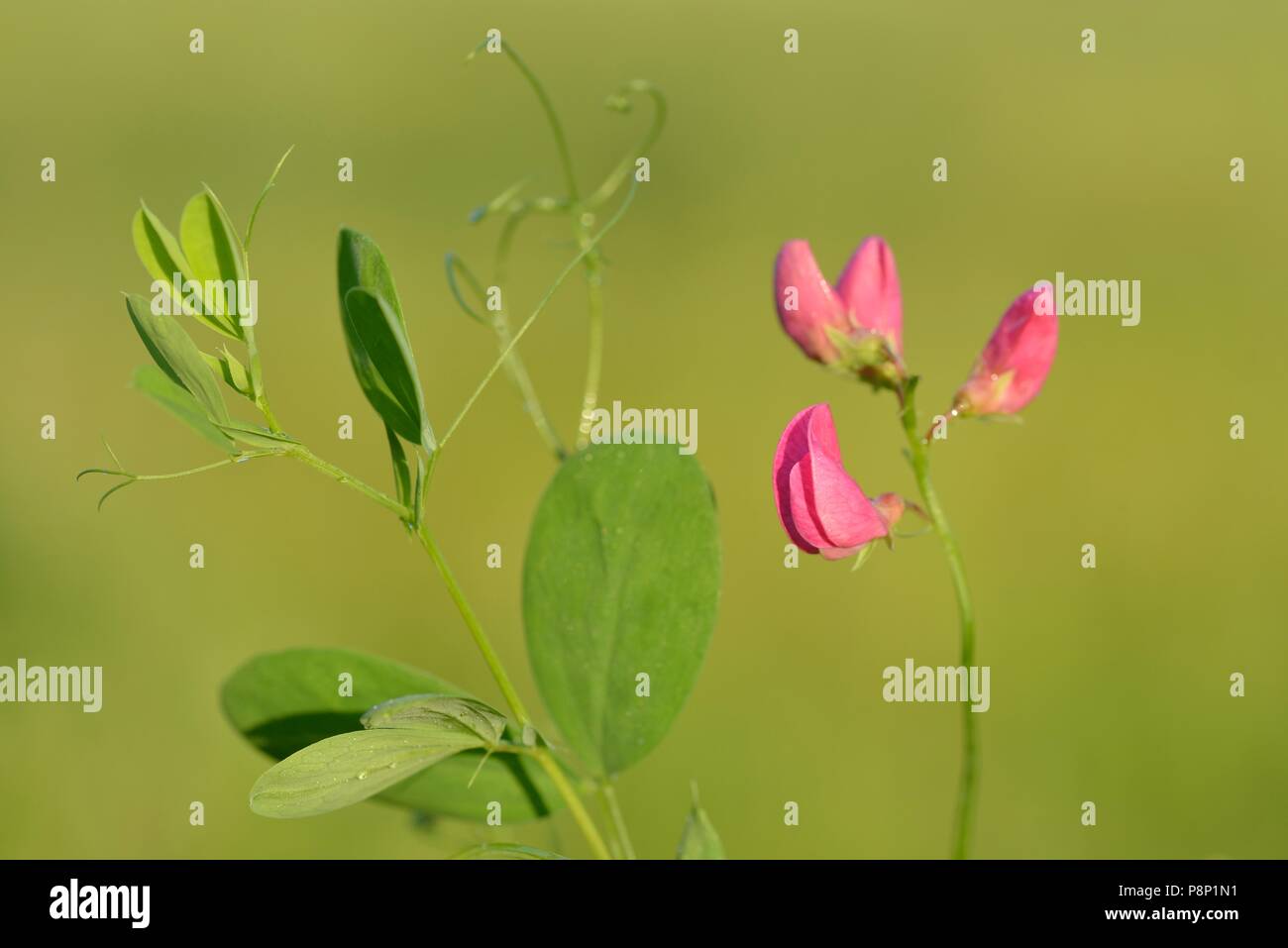 Blühende Knötchenförmige pea Stockfoto