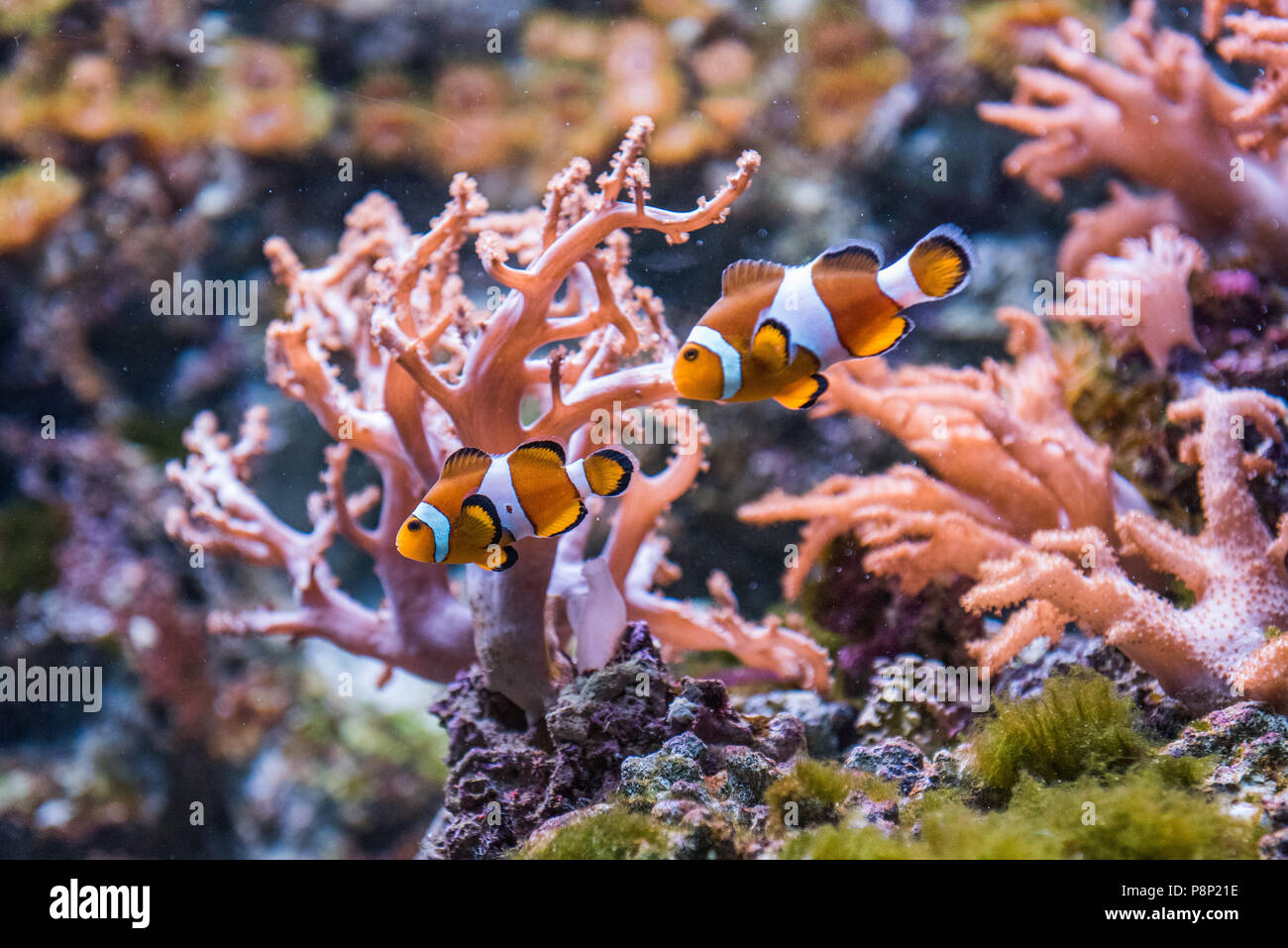 Seeanemonen und Clownfische Stockfoto