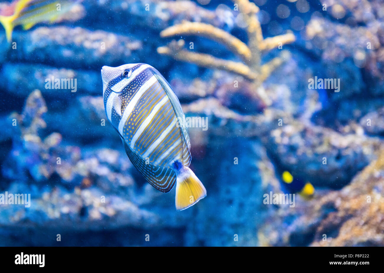 Tropische Fische am Korallenriff Stockfoto