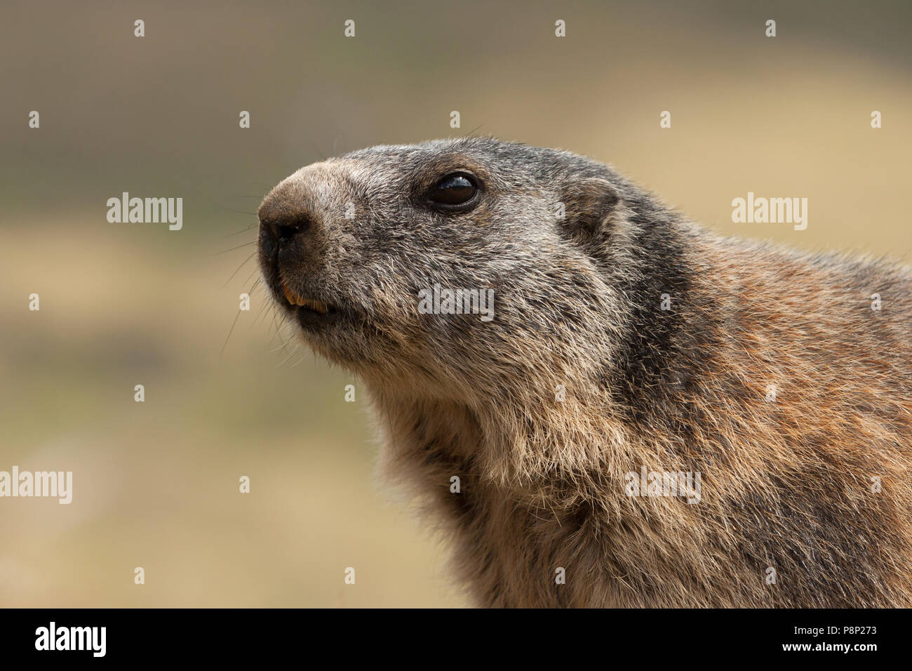 Headshot Alpine Marmot Stockfoto