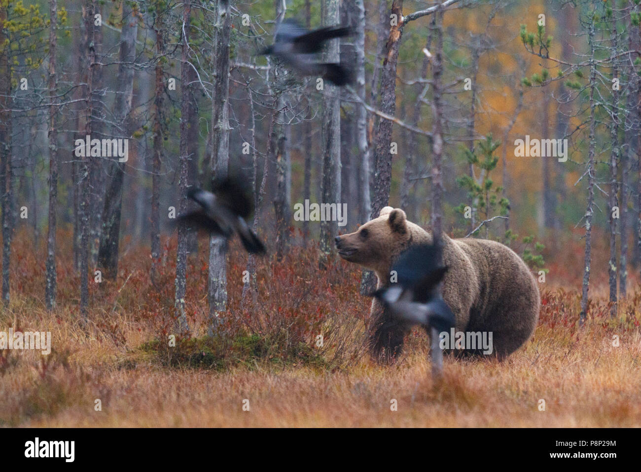 Bär ist umgeben von Hooded crows Stockfoto