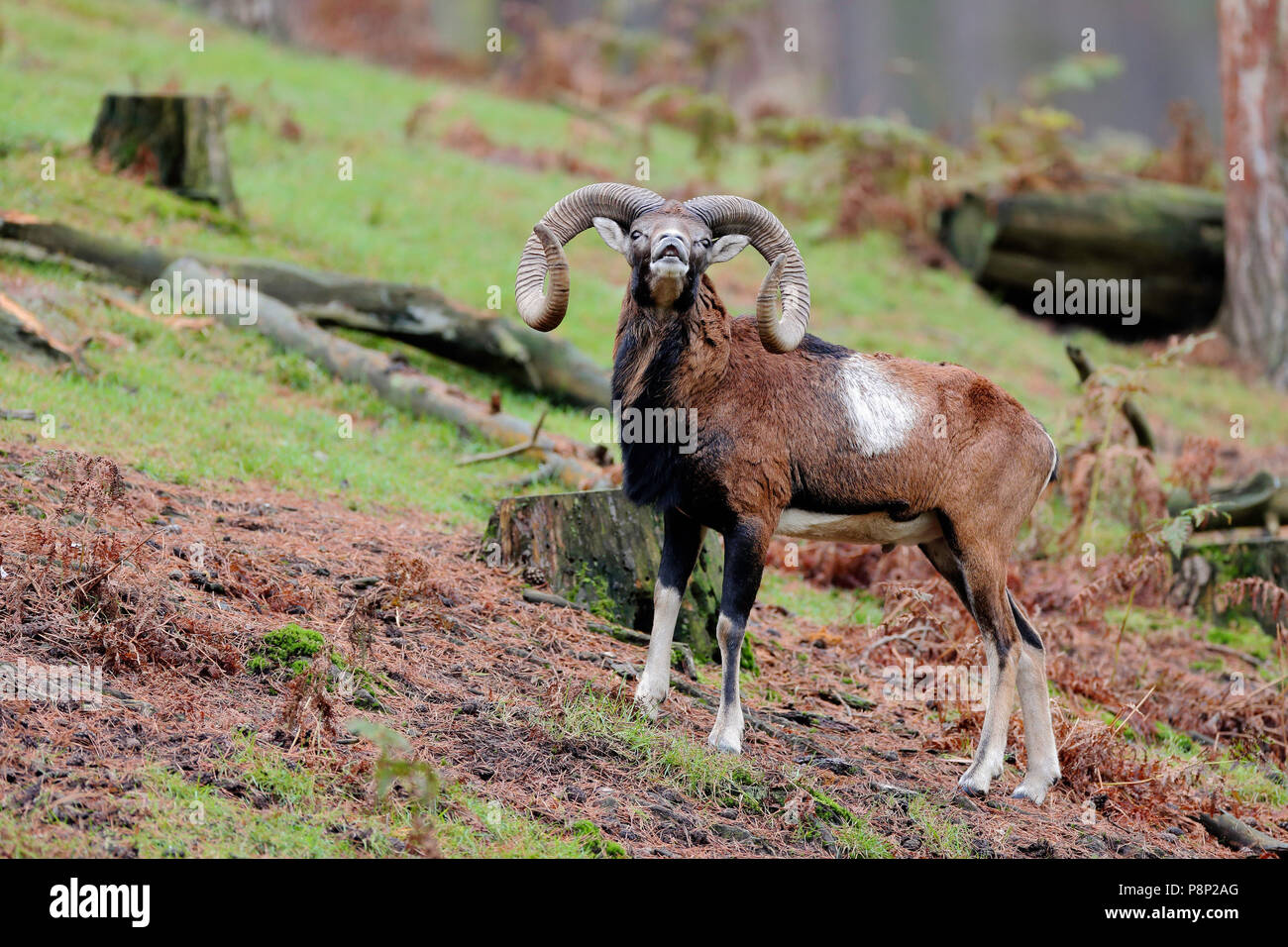 Big Mufflon ram mit beeindruckenden Hörner schnuppert Wenn es bereits eine weibliche bereit zu Paaren während der Brunft. Stockfoto