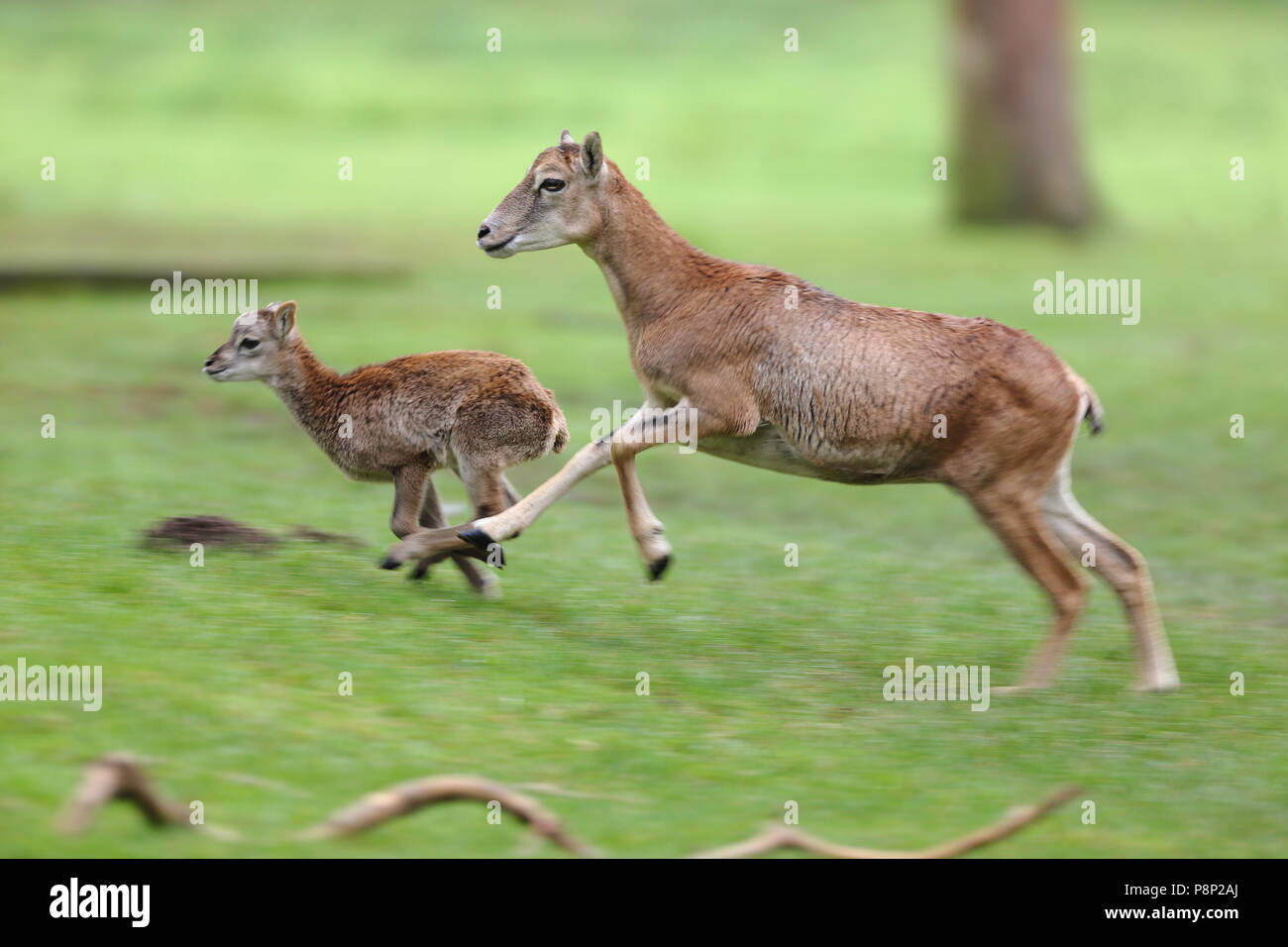 Mufflon ewe läuft mit ihrer jungen Lamm. Stockfoto