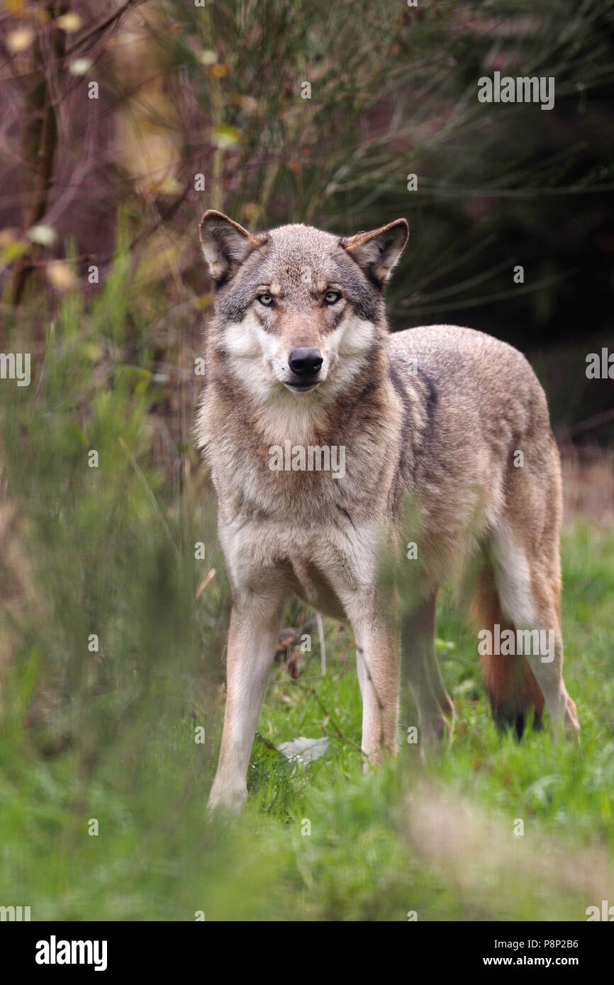 Grauer Wolf aufmerksam an der Fotograf starrte Stockfoto
