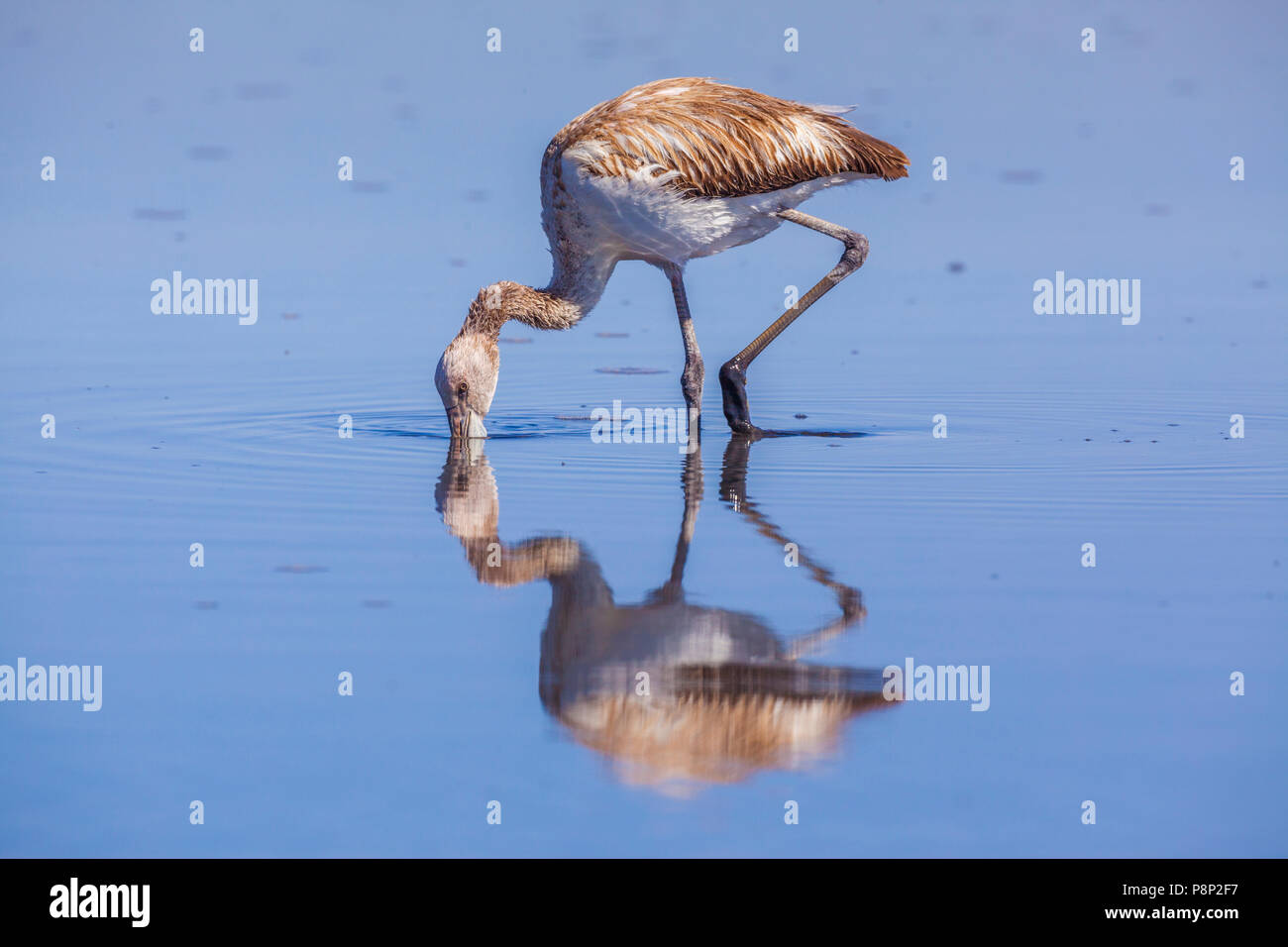 Anden Flamingo (Phoenicoparrus andinus) juvenile Nahrungssuche in Salt Lake Stockfoto