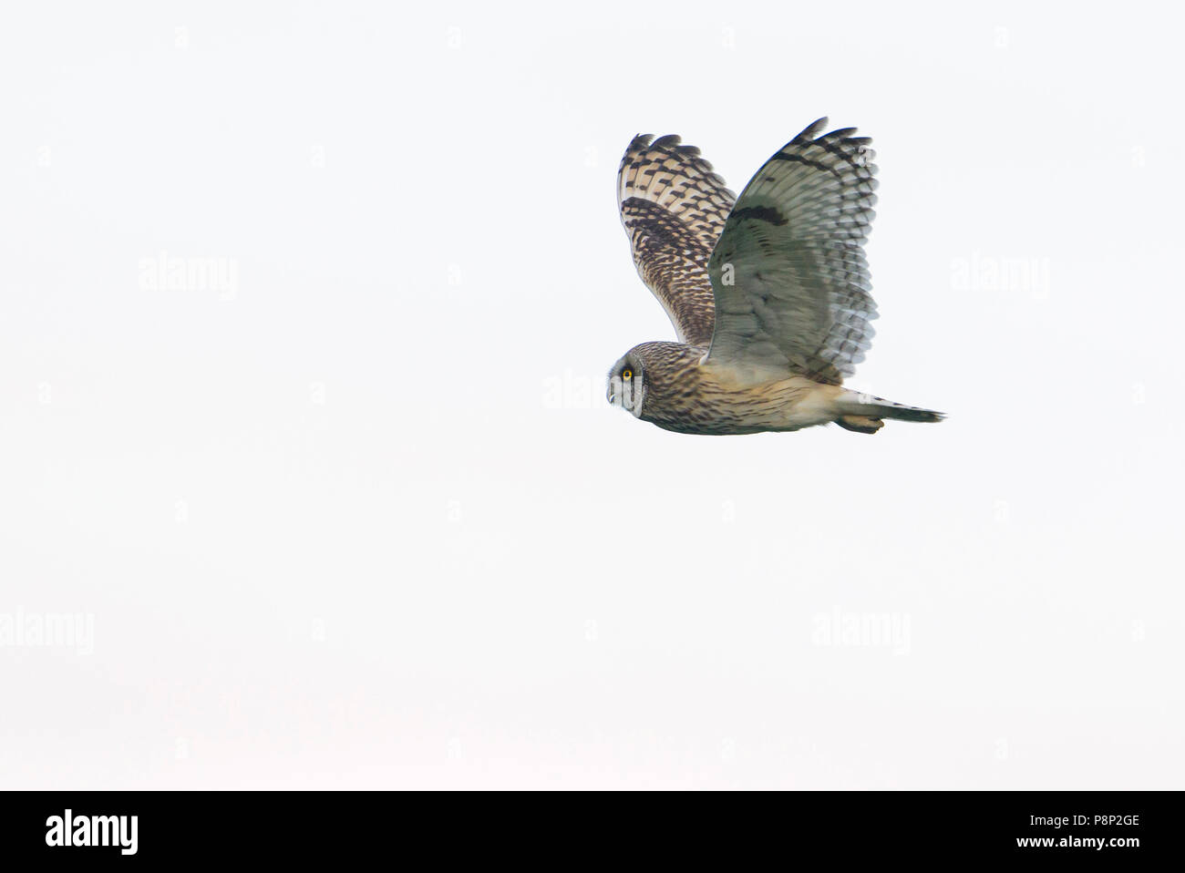 Flying sumpfohreule vor weißem Hintergrund Stockfoto