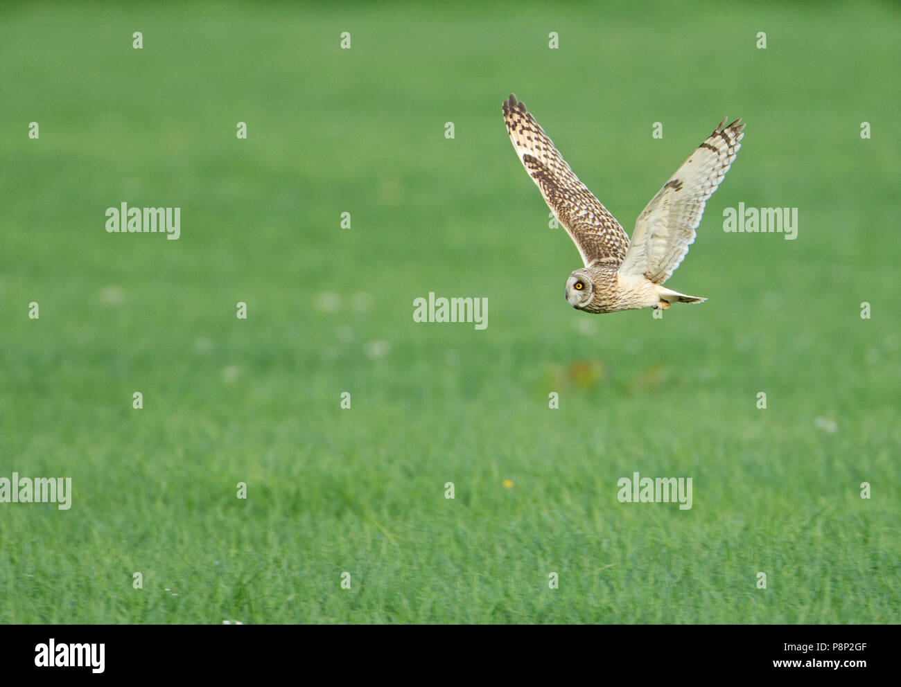 Flying Sumpfohreule Stockfoto