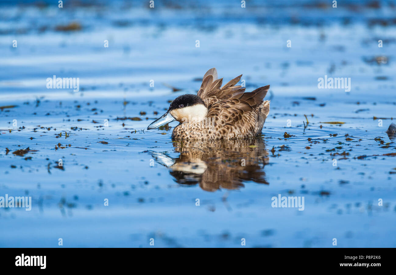 Puna Teal (Anas puna) Schwimmen im See auf dem Altiplano. Stockfoto