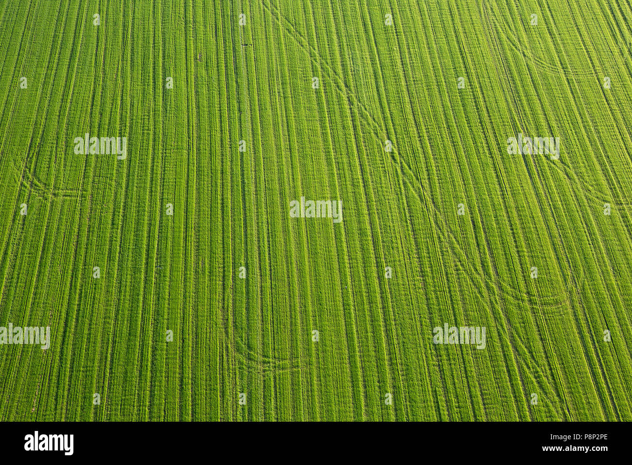 Antenne ein grünes Feld Stockfoto
