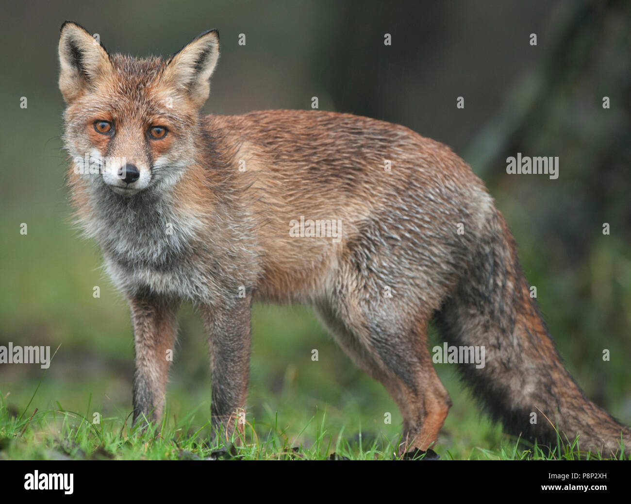 Alert Red Fox Stockfoto